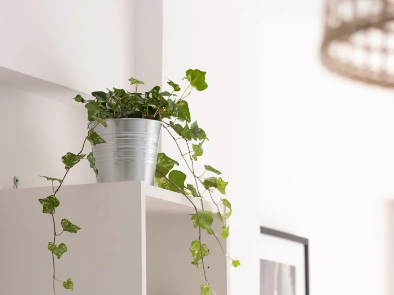 What a Living Wall Actually Costs in 2025: An Honest Budget Breakdown for Albany Homeowners