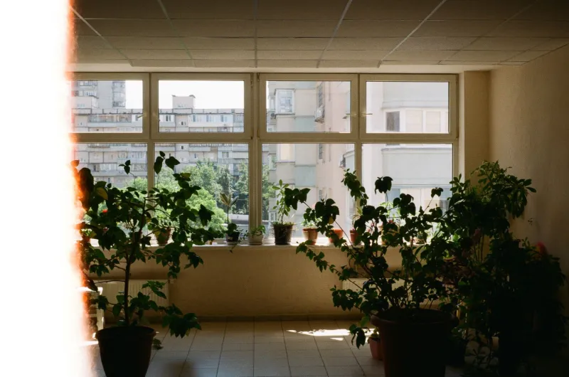 Tour the Apartment Like a Botanist: A Renter's Guide to Spotting Plant-Friendly Leases in Albany